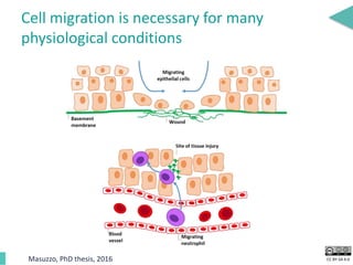 CC BY-SA 4.0
Cell migration is necessary for many
physiological conditions
Masuzzo, PhD thesis, 2016
 