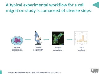 CC BY-SA 4.0
A typical experimental workflow for a cell
migration study is composed of diverse steps
Servier Medical Art, CC-BY 3.0; Cell Image Library, CC-BY 3.0
sample
preparation
image
acquisition
image
processing
data
analysis
 