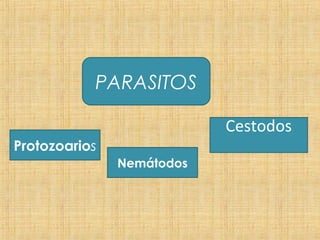 PARASITOS
Cestodos
Nemátodos
Protozoarios
 