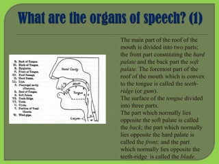 




The main part of the roof of the
mouth is divided into two parts;
the front part constituting the hard
palate and the back part the soft
palate. The foremost part of the
roof of the mouth which is convex
to the tongue is called the teethridge (or gum).
The surface of the tongue divided
into three parts.
The part which normally lies
opposite the soft palate is called
the back; the part which normally
lies opposite the hard palate is
called the front; and the part
which normally lies opposite the
teeth-ridge is called the blade.

 