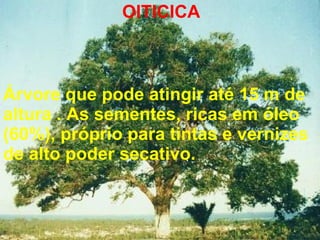 OITICICA Árvore que pode atingir até 15 m de altura .   A s sementes, ricas em óleo (60%), próprio para tintas e vernizes de alto poder secativo. 