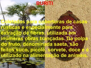 BURITI Coletadas para coberturas de casas rústicas e especialmente para extração de fibras, utilizada em inúmeras obras trançadas. Da polpa do fruto, denominada saeta, são feitos suco, picolé, sorvete, doce e é utilizado na alimentação de animais. 