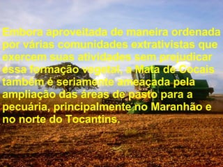 Embora aproveitada de maneira ordenada por várias comunidades extrativistas que exercem suas atividades sem prejudicar essa formação vegetal, a Mata de Cocais também é seriamente ameaçada pela ampliação das áreas de pasto para a pecuária, principalmente no Maranhão e no norte do Tocantins. 