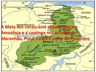 A Mata dos cocais está situada entre a Amazônia e a caatinga nos estados do Maranhão, Piauí, Ceará e norte do Tocantins 