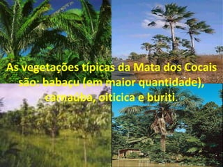 As vegetações típicas da Mata dos Cocais são: babaçu (em maior quantidade), carnaúba, oiticica e buriti . 