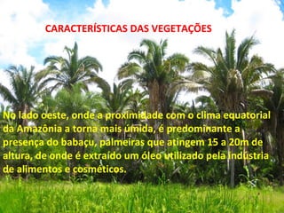 CARACTERÍSTICAS DAS VEGETAÇÕES No lado oeste, onde a proximidade com o clima equatorial da Amazônia a torna mais úmida, é predominante a presença do babaçu, palmeiras que atingem 15 a 20m de altura, de onde é extraído um óleo utilizado pela indústria de alimentos e cosméticos. 