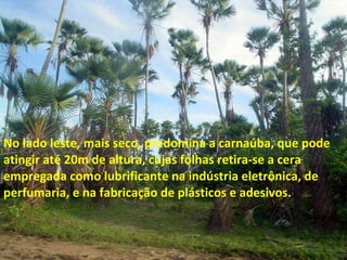 No lado leste, mais seco, predomina a carnaúba, que pode atingir até 20m de altura, cujas folhas retira-se a cera empregada como lubrificante na indústria eletrônica, de perfumaria, e na fabricação de plásticos e adesivos. 