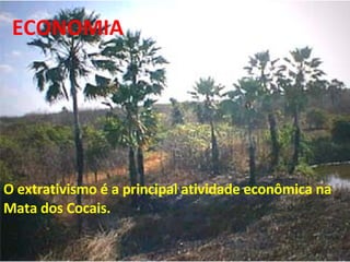 O extrativismo é a principal atividade econômica na Mata dos Cocais. ECONOMIA 