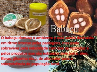 O babaçu domina o ambiente e está sendo destruído em ritmo intenso pelas pastagens, mas pode sobreviver pela velocidade com que se reproduz e pelos produtos que são extraídos dele (cera, óleo, fibras, glicerina etc.), de alto valor para a sobrevivência da população local. 