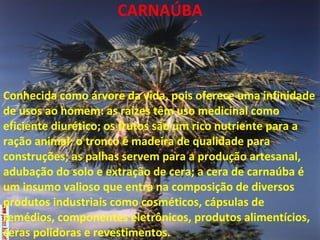 CARNAÚBA Conhecida como árvore da vida, pois oferece uma infinidade de usos ao homem: as raízes têm uso medicinal como eficiente diurético; os frutos são um rico nutriente para a ração animal; o tronco é madeira de qualidade para construções; as palhas servem para a produção artesanal, adubação do solo e extração de cera; a cera de carnaúba é um insumo valioso que entra na composição de diversos produtos industriais como cosméticos, cápsulas de remédios, componentes eletrônicos, produtos alimentícios, ceras polidoras e revestimentos. 