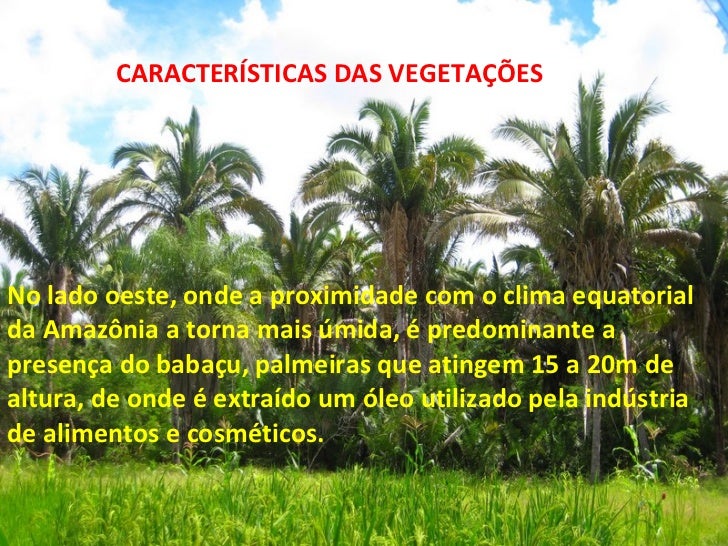 O Bioma Dos Cocais Caracteriza Se Principalmente Pela Presença De