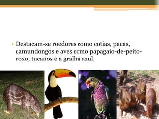 • Destacam-se roedores como cotias, pacas,
camundongos e aves como papagaio-de-peito-
roxo, tucanos e a gralha azul.
 