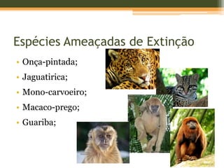 Espécies Ameaçadas de Extinção
• Onça-pintada;
• Jaguatirica;
• Mono-carvoeiro;
• Macaco-prego;
• Guariba;
 