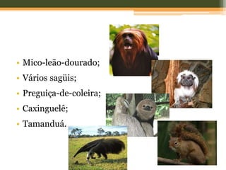 • Mico-leão-dourado;
• Vários sagüis;
• Preguiça-de-coleira;
• Caxinguelê;
• Tamanduá.
 