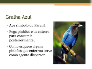 Gralha Azul
• Ave símbolo do Paraná;
• Pega pinhões e os enterra
para consumir
posteriormente;
• Como esquece alguns
pinhões que enterrou serve
como agente dispersor.
 