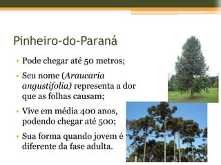 Pinheiro-do-Paraná
• Pode chegar até 50 metros;
• Seu nome (Araucaria
angustifolia) representa a dor
que as folhas causam;
• Vive em média 400 anos,
podendo chegar até 500;
• Sua forma quando jovem é
diferente da fase adulta.
 