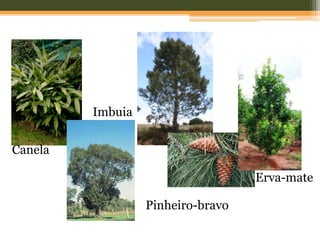 Canela
Imbuia
Pinheiro-bravo
Erva-mate
 