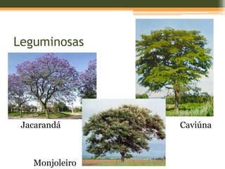 Leguminosas
Jacarandá Caviúna
Monjoleiro
 