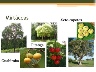 Mirtáceas
Pitanga
Sete-capotes
Guabiroba
 
