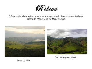 Relevo O Relevo da Mata Atlântica se apresenta ondulado, bastante montanhoso (serra do Mar e serra da Mantiqueira). Serra do Mar Serra da Mantiqueira 