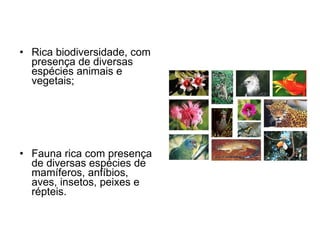 Rica biodiversidade, com presença de diversas espécies animais e vegetais; Fauna rica com presença de diversas espécies de mamíferos, anfíbios, aves, insetos, peixes e répteis. 