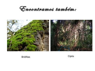 Encontramos também: Briófitas Cipós 