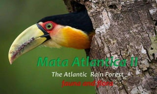 Mata Atlantica II
The Atlantic Rain Forest
fauna and flora
 