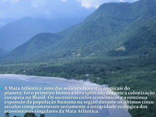  A Mata Atlântica, uma das maiores florestas tropicais do
planeta, foi o primeiro bioma a ser explorado durante a colonização
europeia no Brasil. Os sucessivos ciclos econômicos e a contínua
expansão da população humana na região durante os últimos cinco
séculos comprometeram seriamente a integridade ecológica dos
ecossistemas singulares da Mata Atlântica.
 
