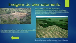 Desmatamento nas florestas da Mata Atlântica
http://conexaoal.com/mata-atlantica-perdeu-235-
km%C2%B2-de-vegetacao-em-um-ano/
http://www.ibama.gov.br/noticias-
ambientais/operacao-mata-atlantica-flagra-
desmatamento-na-area-de-amortecimento-do-
parque-nacional-do-caparao-
Imagens do desmatamento
 