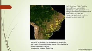 Mapa da ecorregião da Mata Atlântica definida
pelo WWF. A linha amarelo escuro representa os
limites dessa ecorregião.
Imagem de satélite da NASA.
Fonte: Wikipédia
WWF: O World Wide Fund for
Nature (Fundo Mundial da
Natureza) é uma Organização
não governamental internacional
que atua nas áreas da
conservação, investigação e
recuperação ambiental.
 