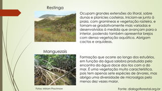 Restinga
Manguezais
Ocupam grandes extensões do litoral, sobre
dunas e planícies costeiras. Iniciam-se junto à
praia, com gramíneas e vegetação rasteira, e
tornam-se gradativamente mais variadas e
desenvolvidas à medida que avançam para o
interior, podendo também apresentar brejos
com densa vegetação aquática. Abrigam
cactos e orquídeas.
Formação que ocorre ao longo dos estuários,
em função da água salobra produzida pelo
encontro da água doce dos rios com a do
mar. É uma vegetação muito característica,
pois tem apenas sete espécies de árvores, mas
abriga uma diversidade de microalgas pelo
menos dez vezes maior.
Fotos: Miriam Prochnow Fonte: dialogoflorestal.org.br
 