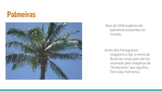 Palmeiras
Mais de 2500 espécies de
palmeiras existentes no
mundo.
Antes dos Portugueses
chegarem e dar o nome de
Brasil ao nosso país ele era
chamado pelo indígenas de
"Pindorama" que significa,
Terra das Palmeiras.
 