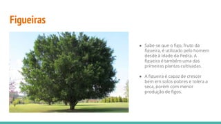 Figueiras
● Sabe-se que o figo, fruto da
figueira, é utilizado pelo homem
desde à Idade da Pedra. A
figueira é também uma das
primeiras plantas cultivadas.
● A figueira é capaz de crescer
bem em solos pobres e tolera a
seca, porém com menor
produção de figos.
 