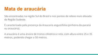 Mata de araucária
São encontradas na região Sul do Brasil e nos pontos de relevo mais elevado
da Região Sudeste.
É caracterizada pela presença da Araucaria angustifolia (pinheiro-do-paraná
ou araucária).
A araucária é uma árvore de tronco cilíndrico e reto, com altura entre 25 e 35
metros, podendo chegar a 50 metros.
 