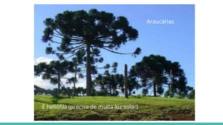 Araucárias
É heliófila (precisa de muita luz solar).
 