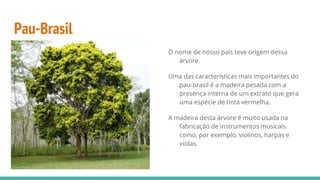 Pau-Brasil
O nome de nosso país teve origem dessa
árvore.
Uma das características mais importantes do
pau-brasil é a madeira pesada com a
presença interna de um extrato que gera
uma espécie de tinta vermelha.
A madeira desta árvore é muito usada na
fabricação de instrumentos musicais
como, por exemplo, violinos, harpas e
violas.
 