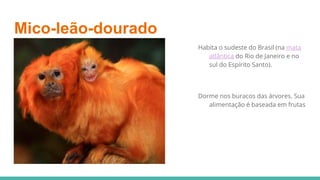 Mico-leão-dourado
Habita o sudeste do Brasil (na mata
atlântica do Rio de Janeiro e no
sul do Espírito Santo).
Dorme nos buracos das árvores. Sua
alimentação é baseada em frutas
 