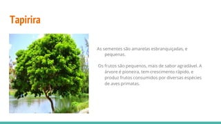 Tapirira
As sementes são amarelas esbranquiçadas, e
pequenas.
Os frutos são pequenos, mais de sabor agradável. A
árvore é pioneira, tem crescimento rápido, e
produz frutos consumidos por diversas espécies
de aves primatas.
 