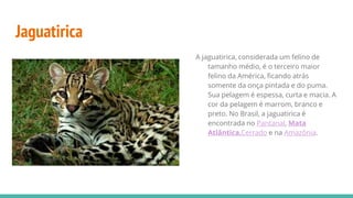 Jaguatirica
A jaguatirica, considerada um felino de
tamanho médio, é o terceiro maior
felino da América, ficando atrás
somente da onça pintada e do puma.
Sua pelagem é espessa, curta e macia. A
cor da pelagem é marrom, branco e
preto. No Brasil, a jaguatirica é
encontrada no Pantanal, Mata
Atlântica,Cerrado e na Amazônia.
 