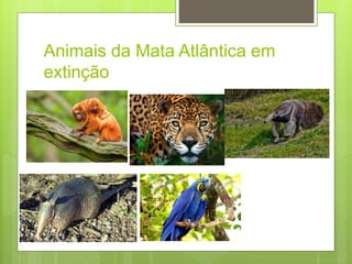 Animais da Mata Atlântica em
extinção
 