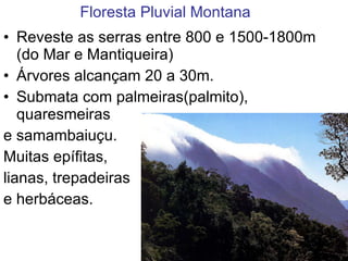 Floresta Pluvial Montana Reveste as serras entre 800 e 1500-1800m  (do Mar e Mantiqueira) Árvores alcançam 20 a 30m. Submata com palmeiras(palmito), quaresmeiras e samambaiuçu. Muitas epífitas, lianas, trepadeiras e herbáceas. 