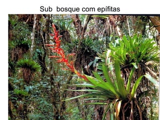 Sub  bosque com epífitas 