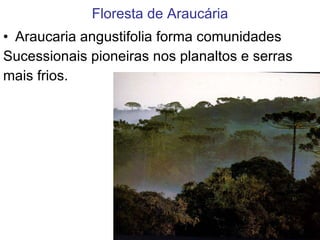 Floresta de Araucária Araucaria angustifolia forma comunidades Sucessionais pioneiras nos planaltos e serras mais frios. 
