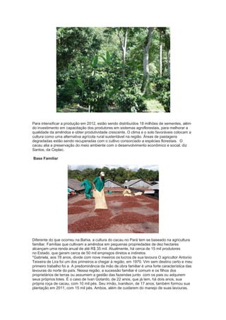 Para intensificar a produção em 2012, estão sendo distribuídos 18 milhões de sementes, além
do investimento em capacitação dos produtores em sistemas agroflorestais, para melhorar a
qualidade da amêndoa e obter produtividade crescente. O clima e o solo favoráveis colocam a
cultura como uma alternativa agrícola rural sustentável na região. Áreas de pastagens
degradadas estão sendo recuperadas com o cultivo consorciado a espécies florestais. O
cacau alia a preservação do meio ambiente com o desenvolvimento econômico e social, diz
Santos, da Ceplac.

Base Familiar




Diferente do que ocorreu na Bahia, a cultura do cacau no Pará tem se baseado na agricultura
familiar. Famílias que cultivam a amêndoa em pequenas propriedades de dez hectares
alcançam uma renda anual de até R$ 35 mil. Atualmente, há cerca de 15 mil produtores
no Estado, que geram cerca de 50 mil empregos diretos e indiretos.
*Gabriela, aos 78 anos, divide com nove meeiros os lucros de sua lavoura O agricultor Antonio
Teixeira de Lira foi um dos primeiros a chegar à região, em 1970. Vim sem destino certo e meu
primeiro trabalho foi a A predominância da mão de obra familiar é uma forte característica das
lavouras do norte do país. Nessa região, a sucessão familiar é comum e os filhos dos
proprietários de terras ou assumem a gestão das fazendas junto com os pais ou adquirem
seus próprios lotes. É o caso de Ivan Gotardo, de 22 anos, que já tem, há dois anos, sua
própria roça de cacau, com 10 mil pés. Seu irmão, Ivanilson, de 17 anos, também formou sua
plantação em 2011, com 15 mil pés. Ambos, além de cuidarem do manejo de suas lavouras,
 