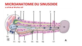 MICROANATOMIE DU SINUSOIDE
HEPATIQUE
 