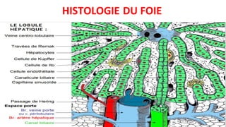 HISTOLOGIE DU FOIE
 