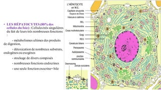• LES HÉPATOCYTES(80%des
cellules du foie) : Cellulestrès singulières
du fait de leurs très nombreuses fonctions
:
- métabolismes ultimes des produits
de digestion,
- détoxication de nombreux substrats,
endogènes ou exogènes
- stockage de divers composés
- nombreuses fonctions endocrines
- une seule fonction exocrine= bile
 