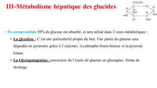 • En postprandiale 50% du glucose est absorbé, et sera utilisé dans 2 voies métaboliques :
• La glycolyse : C’est une particularité propre du foie. Une partie du glucose sera
dégradée en pyruvates grâce à 2 enzymes :La phospho-fructo-kinase et la pyruvate
kinase
• La Glycogenogenèse: conversion de l’excès de glucose en glycogène: forme de
stockage
III-Métabolisme hépatique des glucides
 