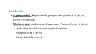 • Lors du jeûne :
• La glycogénolyse : Dégradation du glycogène avec production de glucose (
glucose-6 phosphatase)
o Néoglucogenèse: transformation de précurseurs d’origine diverses en glucose:
▪ Acide aminé issu de l’alimentation ou de l’organisme
▪ Glycérol issu de la lipolyse
▪ Lactate issu de la glycolyse
 