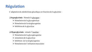 Régulation
L’adaptationdu métabolisme glucidique est fonction de la glycémie :
❑ hypoglycémie : Stimule le glucagon :
⮚ Stimulation de la glycogénolyse
⮚ Stimulation de la néoglucogenèse
⮚ Inhibition de la glycolyse
❑ Hyperglycémie : stimule l’insuline :
⮚ Stimulation de la glycogénogenèse
⮚ stimulation de la glycolyse
⮚ Inhibition de la néoglucogenèse
⮚ Stimulation de l’utilisation musculaire
 